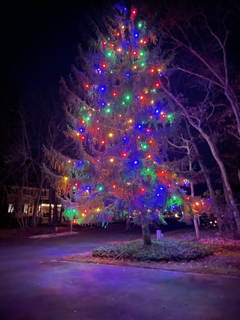 Christmas Light Installation for trees and shrubs